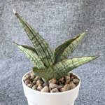 Сансевиерия MARBLE QUEEN