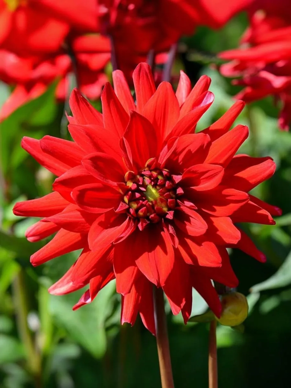 Георгин бордюрный Ред Пигми