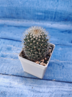 Mammillaria Spinosissima (Маммиллярия)