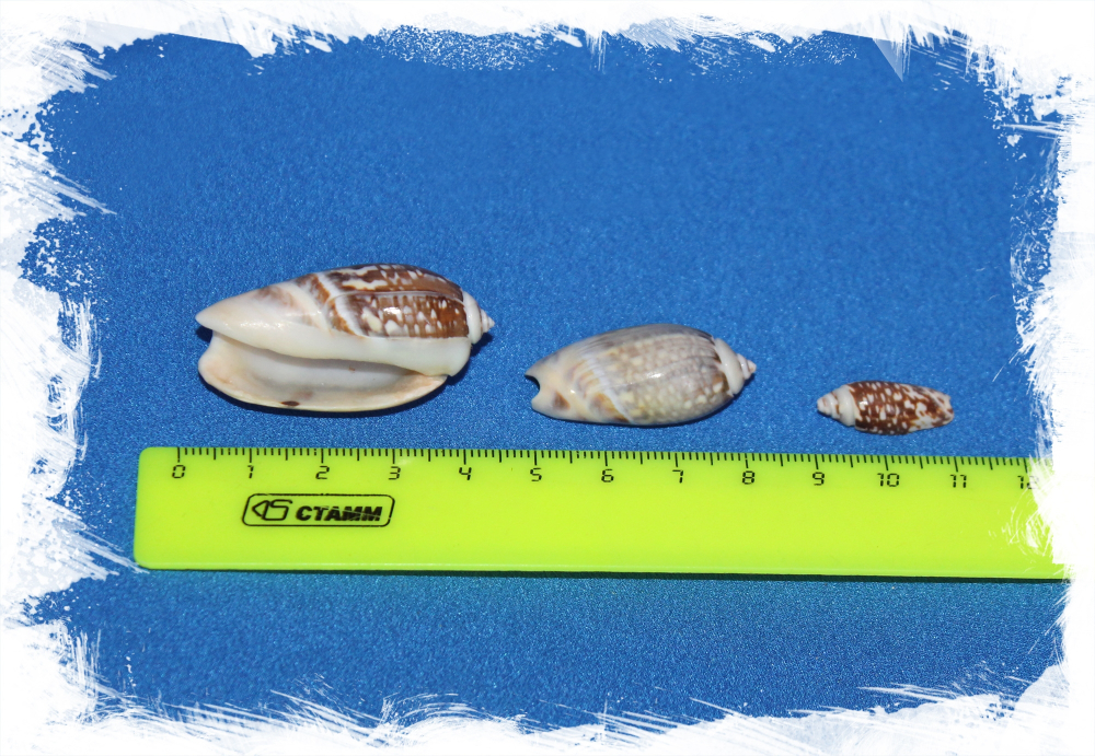 Олива Текстилина, 2-5см, 100гр, 12шт