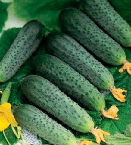 Огурец Форсаж
