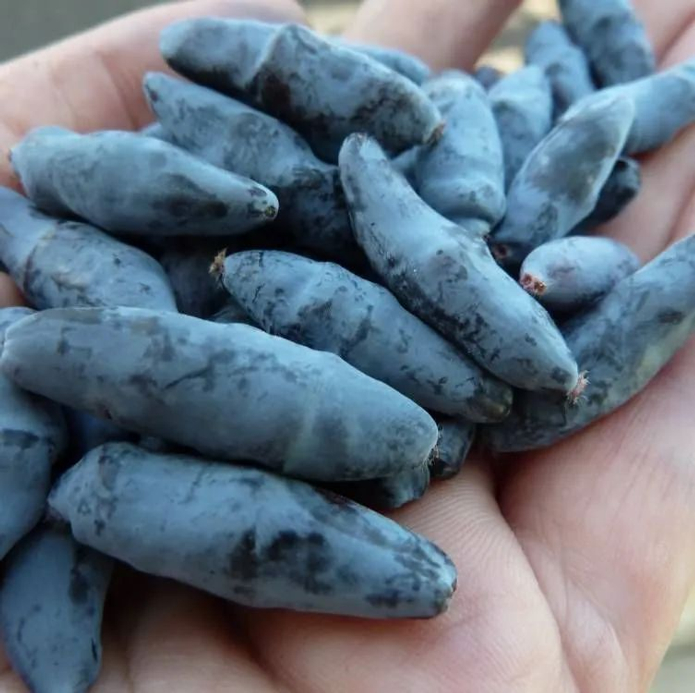 Жимолость Бакчарский Великан