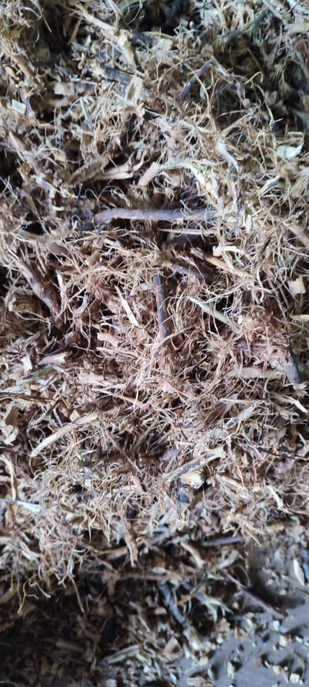 Шиповника (корень) рез Россия (мешок12-13кг)