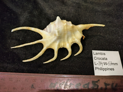 Лямбис Кроката 130-150мм