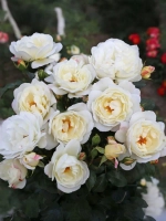 Роза плетистая Вайсе Вольке