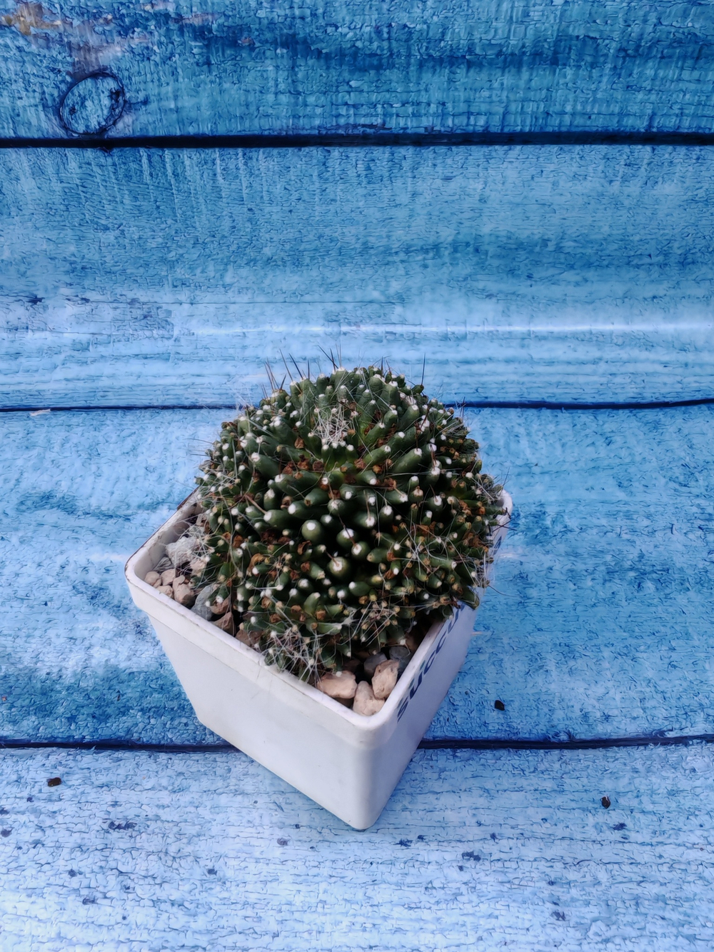 Mammillaria Painteri (Маммилярия)