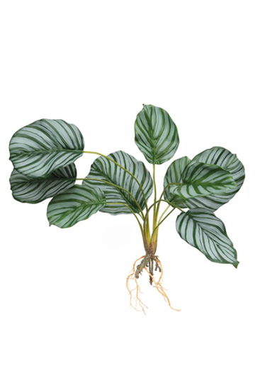 Калатея круглолистная куст из 9 листьев с корнями