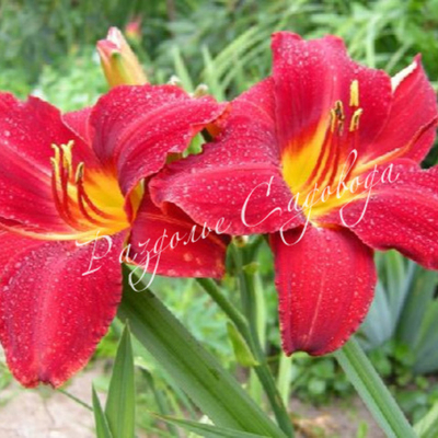 Лилейник гибридный Анзас (горшок 3л)