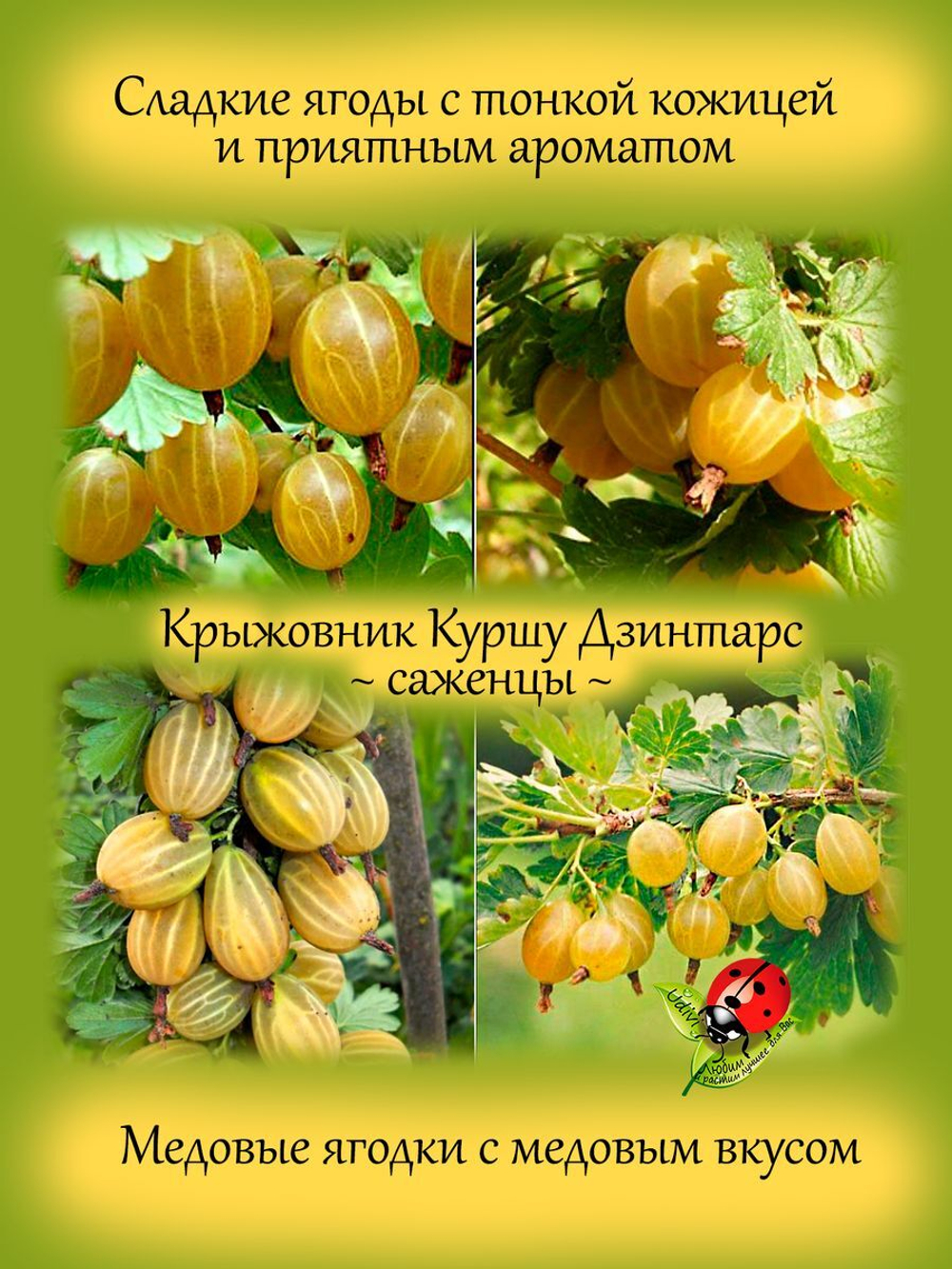 Крыжовник Куршу Дзинтарс янтарный желтый