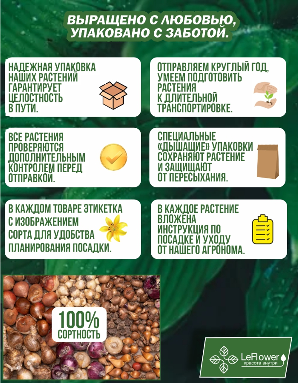 Тюльпан Луковица, Кашарель, 10шт