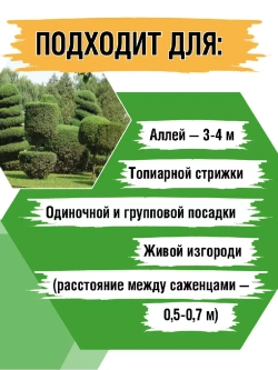 Туя западная Смарагд 2 саженца
