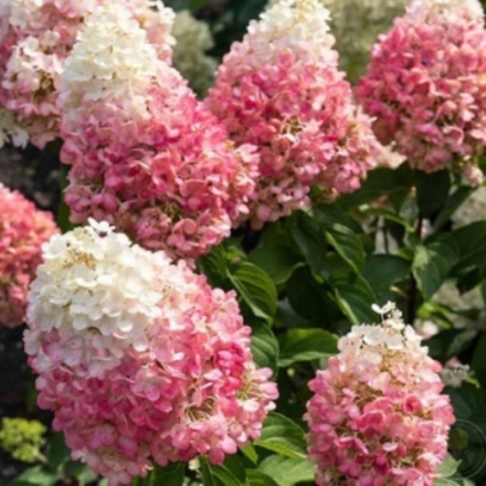 Пинки Промис «Pinky Promise» С2