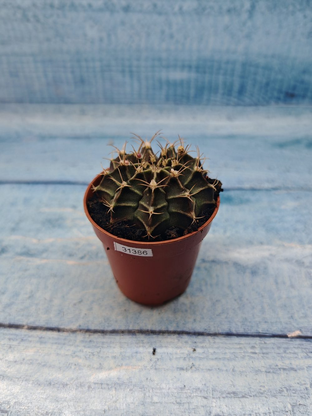 Gymnocalycium Friedrichii (Гимнокалициум)