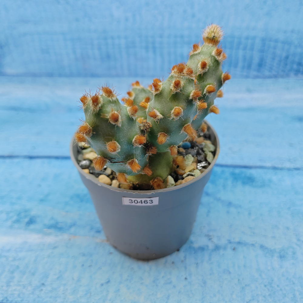 Tephrocactus Molinensis Red Glochids (Тефрокактус)