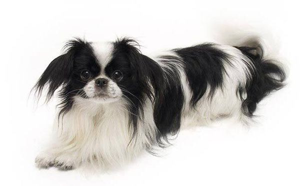 Японский хин Японский хин