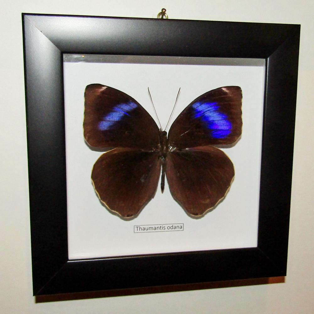 Бабочка Thaumantis odana в рамке