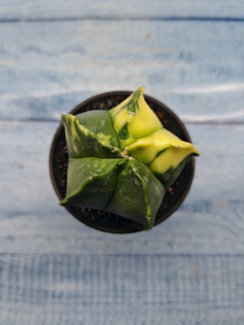 Astrophytum Myriostigma variagate (Астрофитум вариегатный)