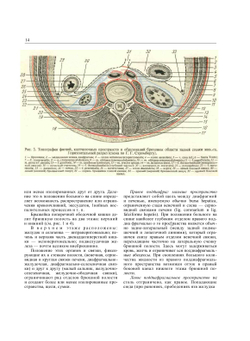 Хирургическая анатомия живота | А.Н. Максименков