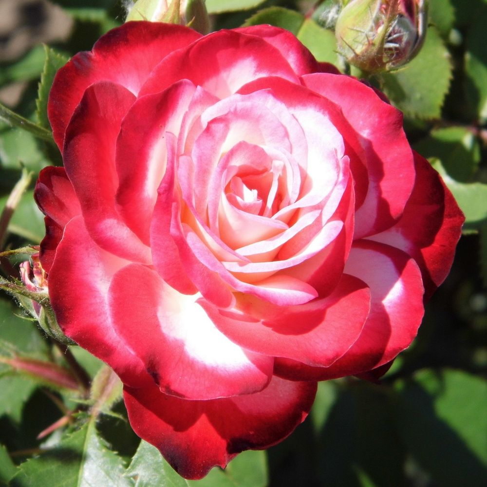 Юбилей Принца Монако (Jubile du Prince de Monaco)