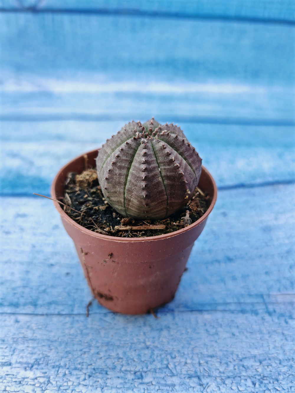 Euphorbia Obesa (Эуфорбия)