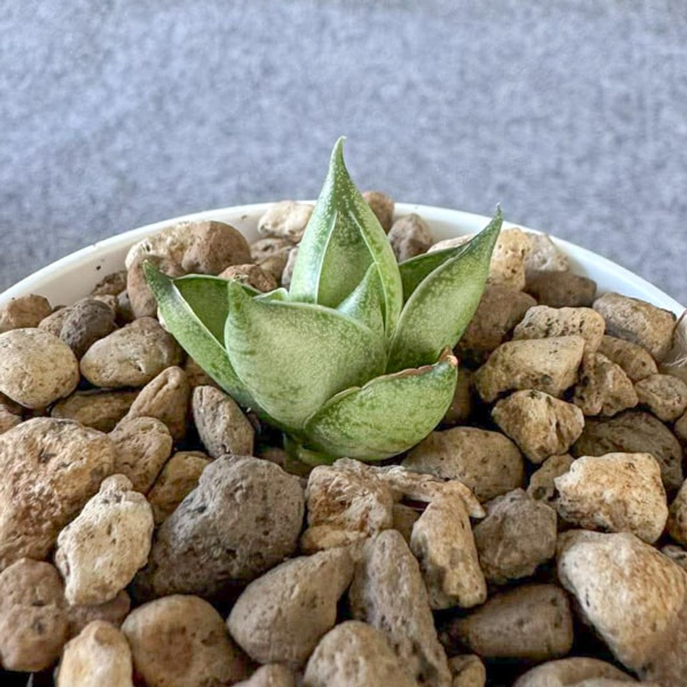 Сансевиерия POPEYE