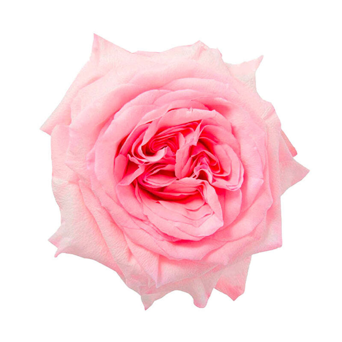 Пинк О’Хара (Pink O’Hara) — романтическая душистая роза