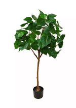 Фикус липовидный - Зеленый