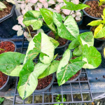 Сингониум BROWN LAVA