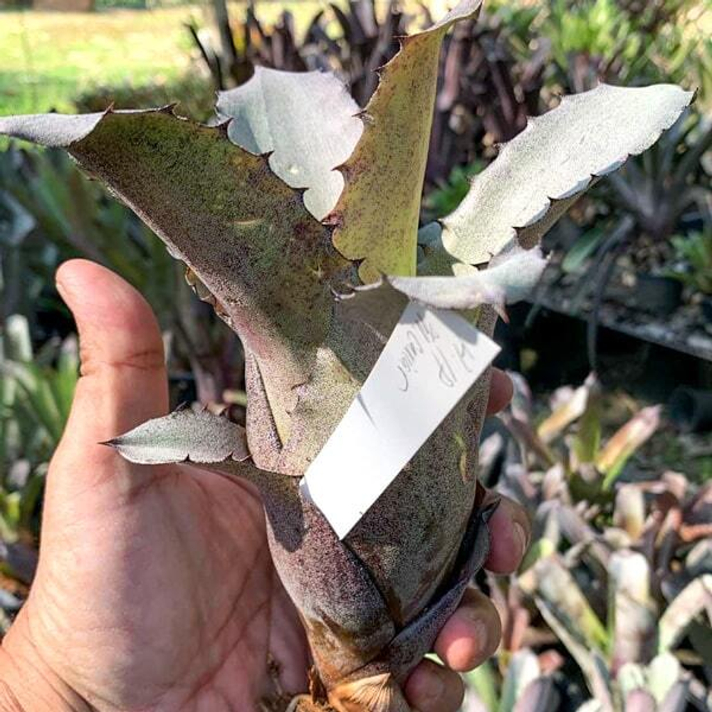 Хохенбергия LP X N. CAVIAR