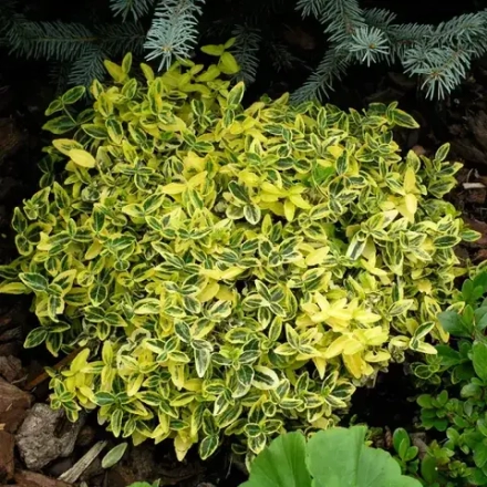 Бересклет форчуна Emerand Gold 10 см