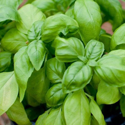 ЛЕМОНА семена базилика (Enza Zaden | Alexagro)