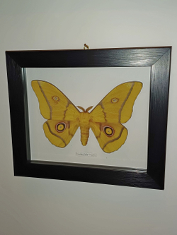 Сатурния Nudaurelia krucki в рамке