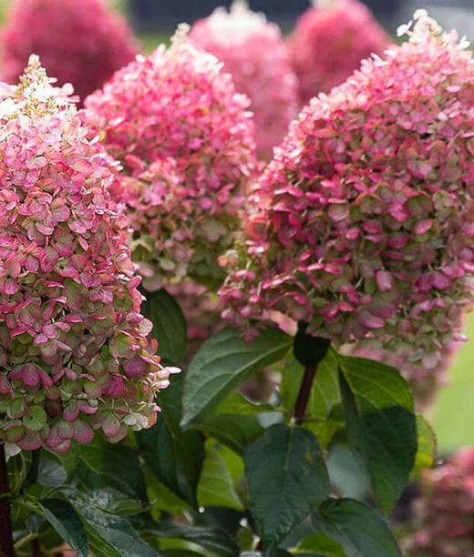 Гортензия метельчатая Пинки Промис Р9 Закупка М59 апрель 2026