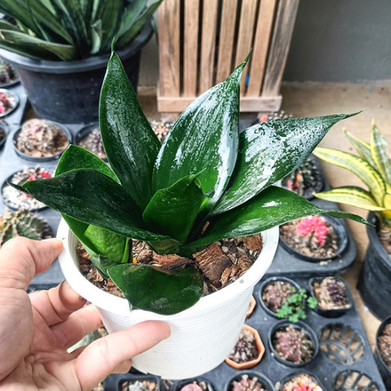 Сансевиерия BLACK DRAGON TONGUE