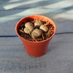 Lithops sp. (Литопсы)