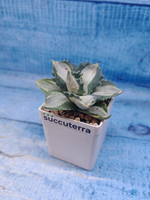Agave Potatorum Variegata (Агава)