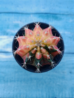 Gymnocalycium Variegata (Гимнокалициум Вариегатный)