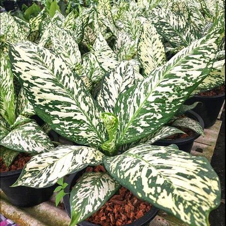 Диффенбахия THEP MONGKOL