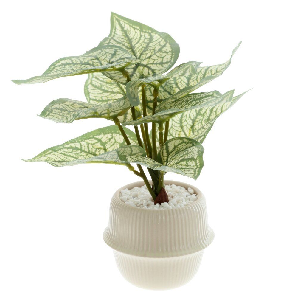 GAEM Цветочная композиция "Каладиум", L20 W20 H21 см