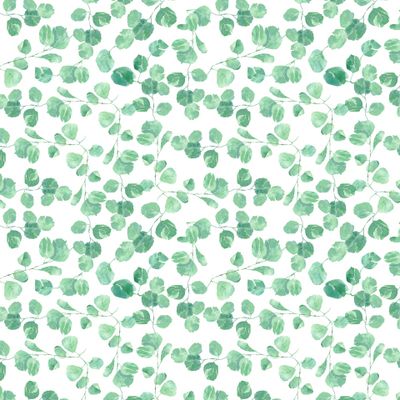 Листья эвкалипта на белом фоне зеленые ветви и листья