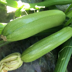 АРДЕНДО 174 F1 семена кабачка (Enza Zaden | Alexagro)