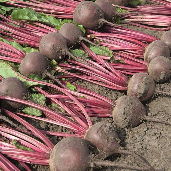 БОРО F1 семена свеклы Bejo свекла