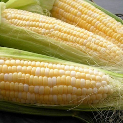 Кокани F1 семена кукурузы (Clause / Клос)