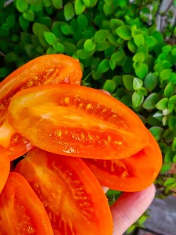 Андский рогатый оранжевый (апельсин) сорт томата