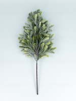 Ветка пихты