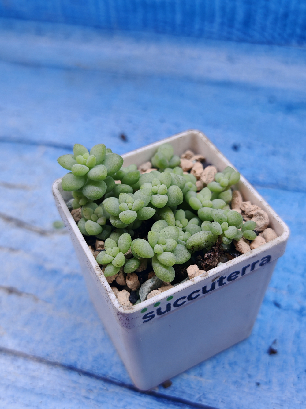 Sedum Burrito (Седум)