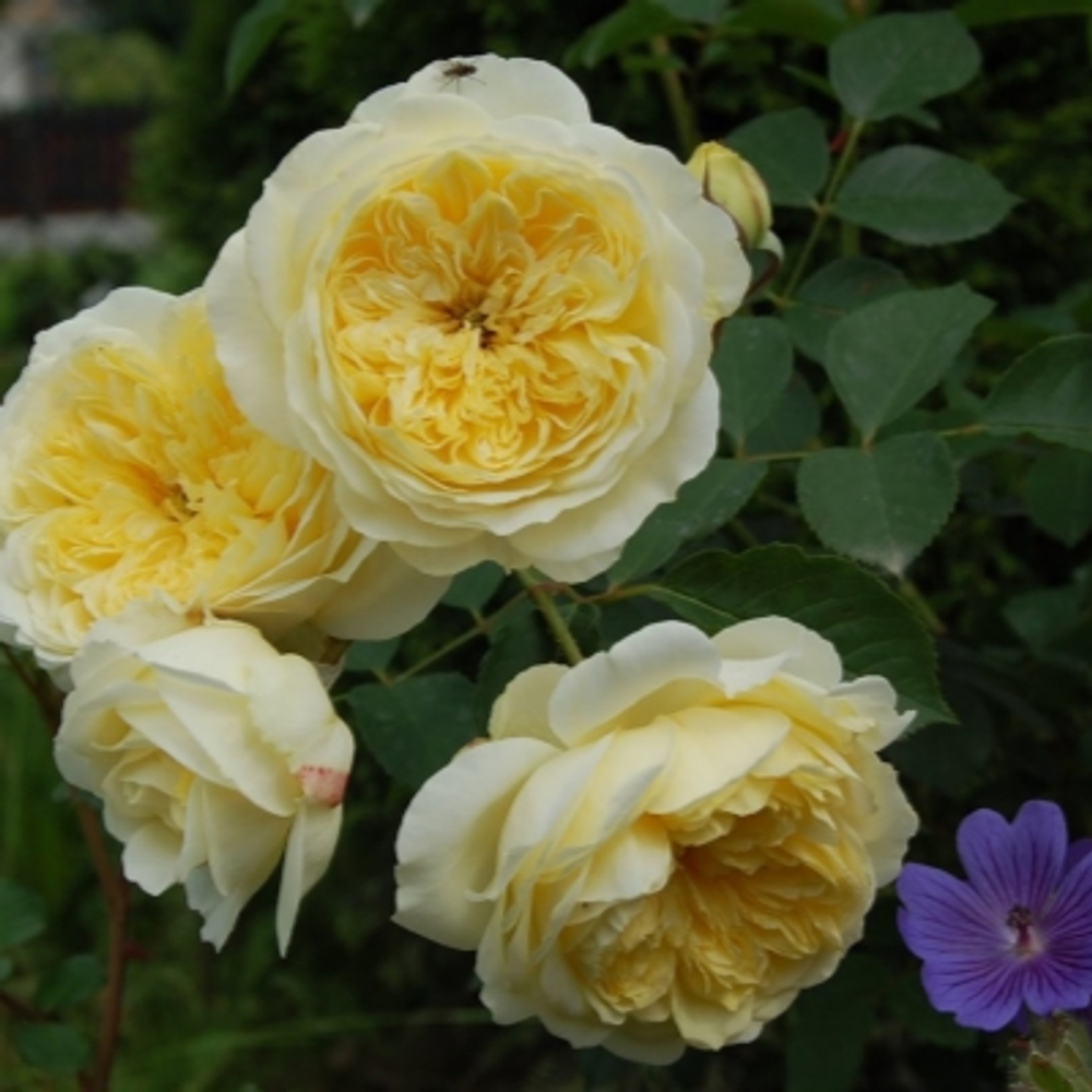 Роза английская душистая Пилигрим С6