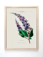 Постер настенный в багетной раме "Ботаника" 42*32 см