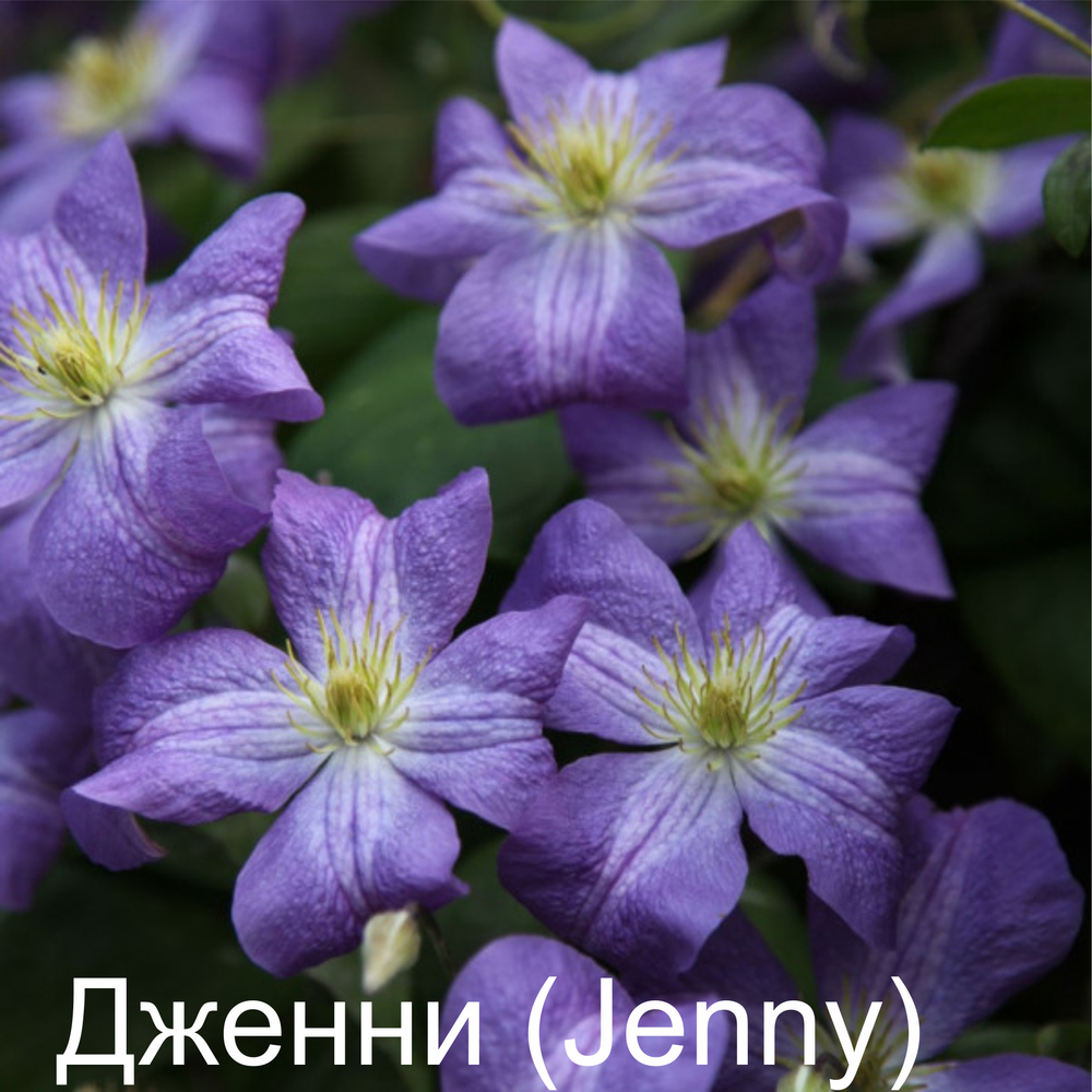 Клематис Дженни (Jenny ) стандарт поставки Р9