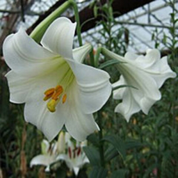 Лилия Трубчатая Уайт Хевен